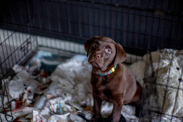 Hungry chocolate labrador puppy eating a paper in a box kennel stock photo