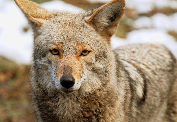 Hungry Coyote stock photo