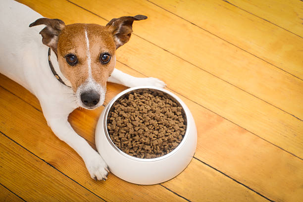 hungry dog bowl hungry  jack russell  dog behind food bowl   isolated wood background at home and kitchen animal tongue stock pictures, royalty-free photos & images