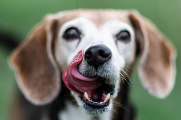 Hungry dog Dog hungry for dinner michelle tresemer stock pictures, royalty-free photos & images