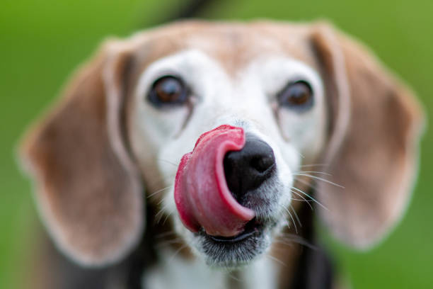 Hungry Dog Dog licking its nose michelle tresemer stock pictures, royalty-free photos & images