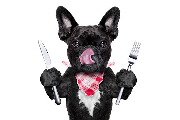 hungry dog hungry french bulldog dog with tableware or utensils ready to eat dinner or lunch , tongue sticking out , isolated on white background healthy tongue stock pictures, royalty-free photos & images
