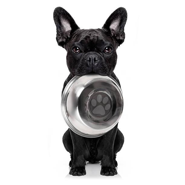 hungry dog with bowl hungry  french bulldog  dog holding bowl with mouth ,isolated on white background animal tongue stock pictures, royalty-free photos & images