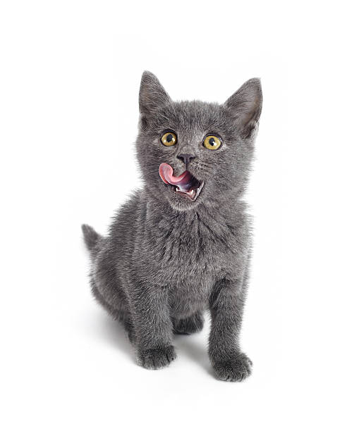 hungrig lustige kitty - tatze katze freisteller stock-fotos und bilder