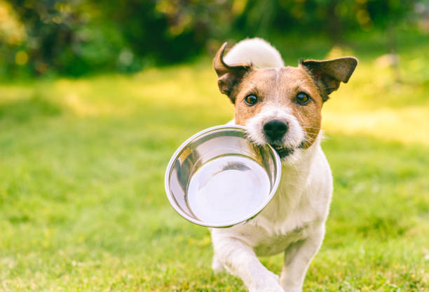 Hungry or thirsty dog fetches metal bowl to get feed or water stock photo