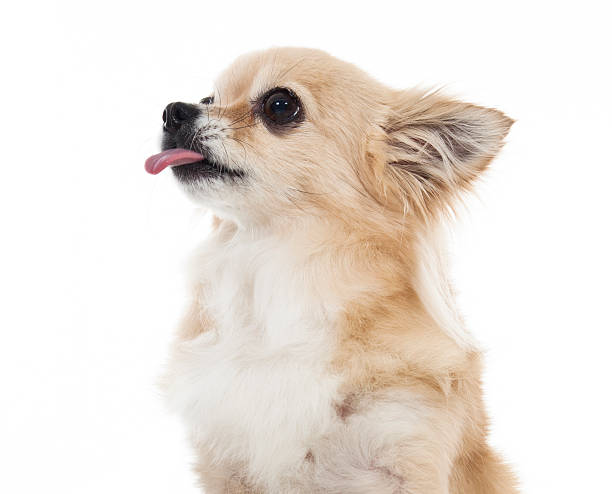 Hungry Puppy Isolated stock photo