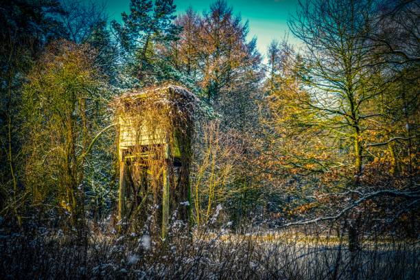 15 246 hiding place stock photos pictures royalty free images istock