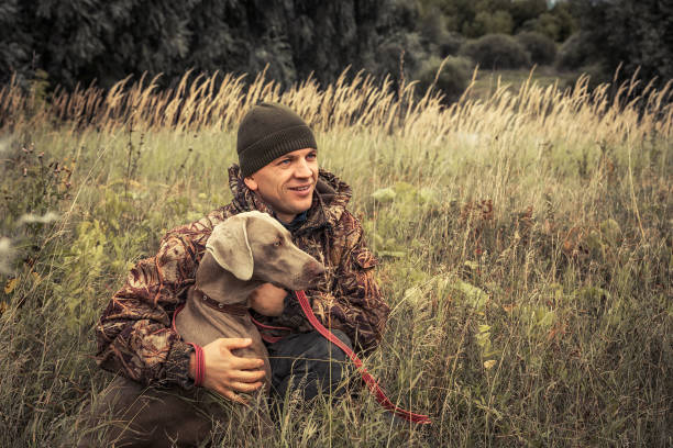 Hunter man with hunting dog Weimaraner in tall grass in rural field during hunting season stock photo