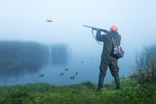 Hunter shooting into sky during duck hunting on autumn morning. Hunting with ducks decoy on lake. stock photo