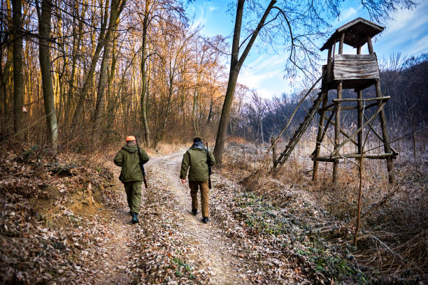 Hunters in the forest Back view of two hunters with rifles walking in the forest. There is wooden viewpoint near by. hunting sport stock pictures, royalty-free photos & images