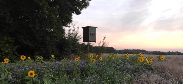 Hunter's tower in the sunflower field at sunset stock photo
