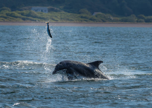 Hunting Bottlenose Dolphin Spectacularly Catches Salmon In The Moray Firth Near Inverness In Scotland stock photo