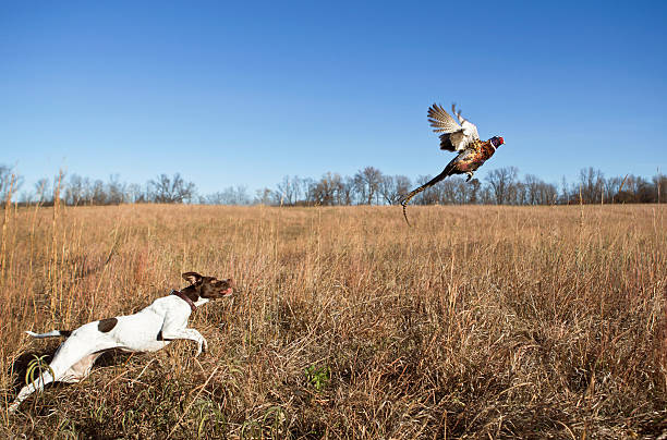 Hunting Dog With Rooster Pheasant Flushing Out of Grass Field. stock photo