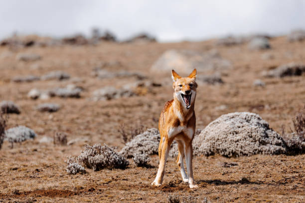 hunting ethiopian wolf, Canis simensis, Ethiopia stock photo