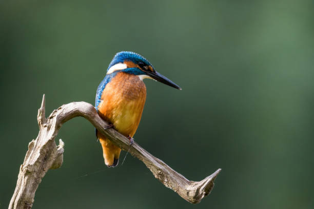 Hunting kingfisher on tree branch stock photo