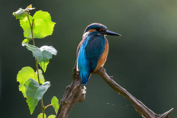 Hunting kingfisher on tree branch stock photo