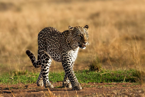 Hunting Leopard female, Masai Mara, Kenya stock photo