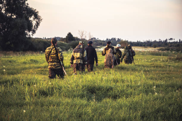 Hunting scene with group of men hunters going through tall grass on rural field at sunset during hunting season stock photo