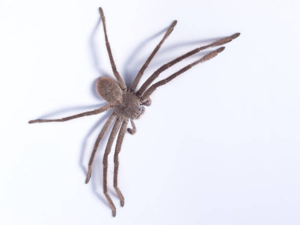Huntsman spider on white background stock photo