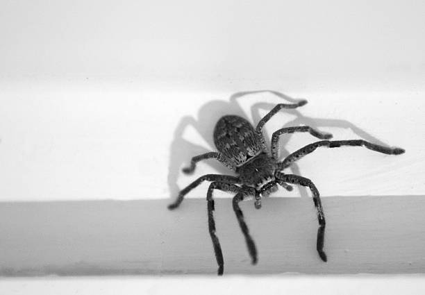 Huntsman spider Huntsman spider on ceiling  Huntsman Spider stock pictures, royalty-free photos & images