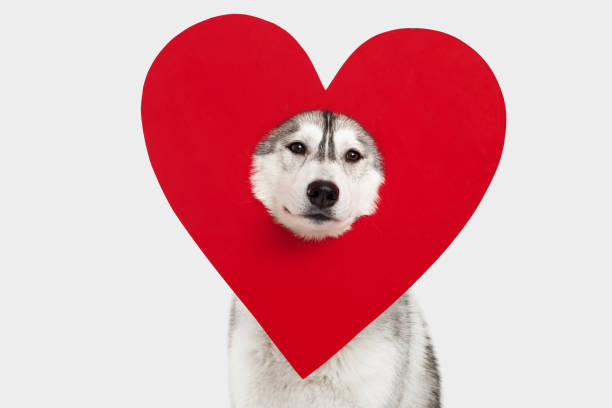 husky dog and heart symbol stock photo