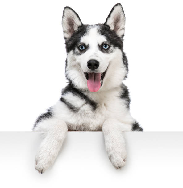 husky dog portrait above white stock photo