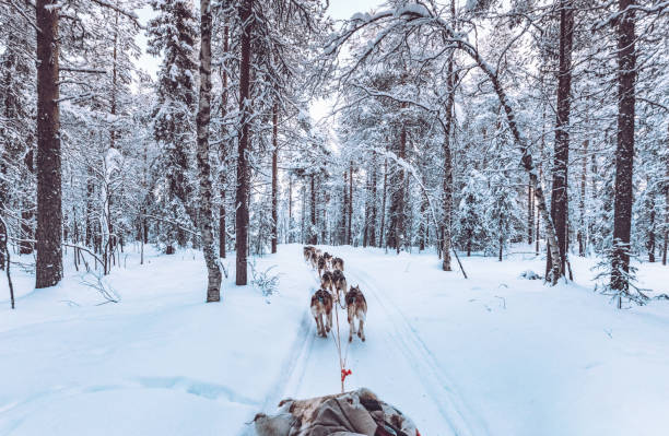 Husky dog sledding in Lapland, Finland Huskey dogs sledge safari ride at sunset in winter wonderland, Levi, Lapland, Finlad finnish lapland stock pictures, royalty-free photos & images