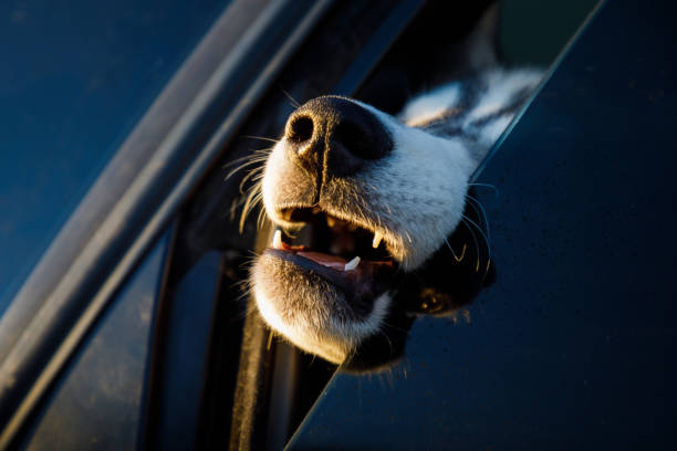 Husky dog's nose close-up stock photo
