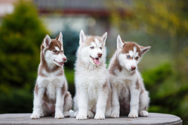 Husky puppies on a table stock photo