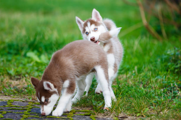 Husky puppy bites another puppy by the tail stock photo