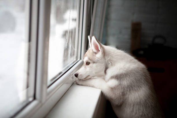 husky puppy waits for its owner stock photo