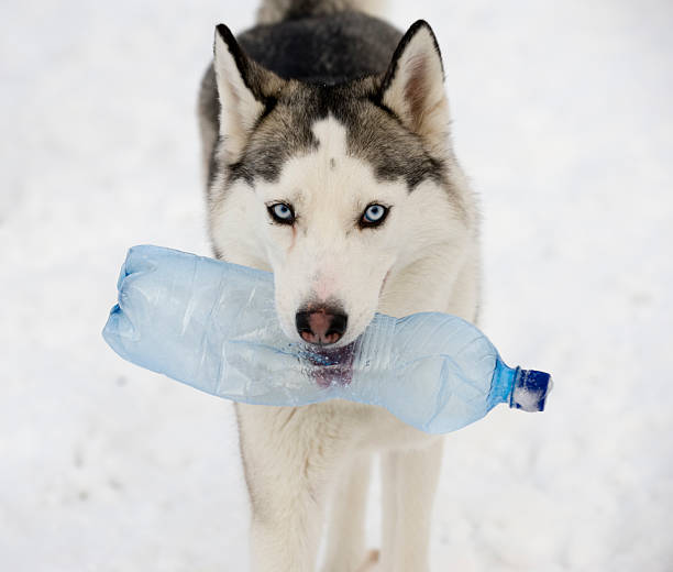 Husky with a bottle stock photo