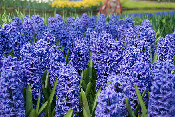 Hyacinth at the Keukenhoff Garden, Holland stock photo