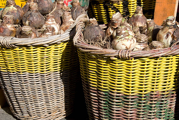 Hyacinth Bulbs in Wicker Baskets stock photo