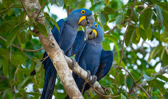 Close-up shot of Hyacinth Macaws