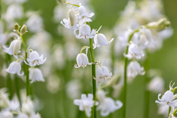Hyacinthoides hispanica alba, also known as white bluebells, with a shallow depth of field stock photo
