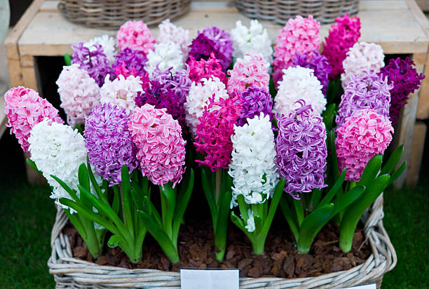 hyacinthus orientalis sale and display stand - red hyacinth bildbanksfoton och bilder