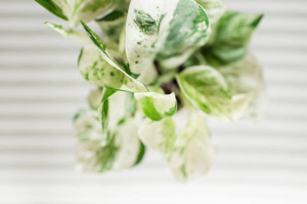 Hybrid Pearls & Jade Pothos Houseplant jade pothos stock pictures, royalty-free photos & images