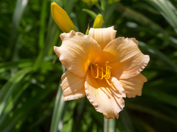 Hybrid yellow Day lily. stock photo