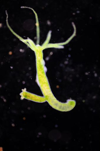  Hydra  Is A Genus Of Small Freshwater Animals Of The Phylum 