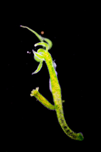  Hydra  Is A Genus Of Small Freshwater Animals Of The Phylum 