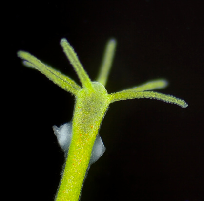 viridissima hydra