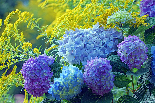 Hydrangea and golden rod Hydrangea and golden rod, Germany, Eifel. hydrangea stock pictures, royalty-free photos & images