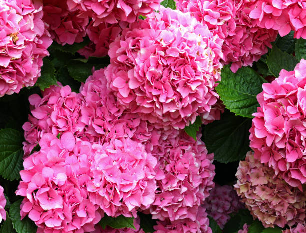 hydrangea flowers blossomed in spring in the garden flower bed just stock photo
