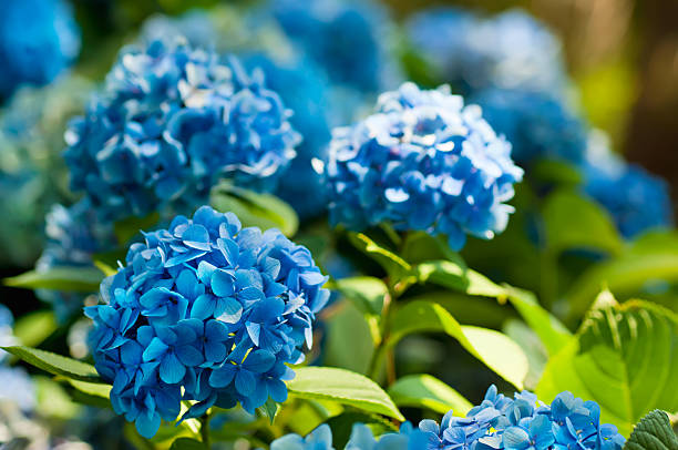 Hydrangea flowers Many blue hydrangea flowers growing in the garden, floral background hydrangea stock pictures, royalty-free photos & images