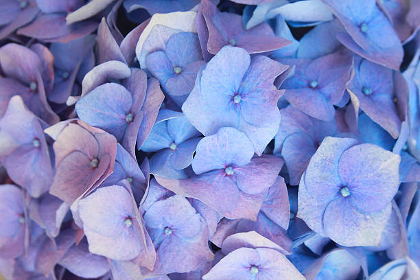 Hydrangea flowers stock photo