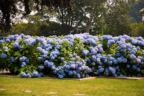 Hydrangea  hydrangea photos stock pictures, royalty-free photos & images