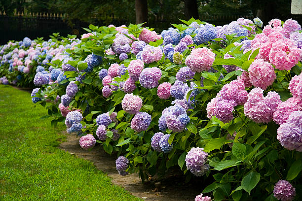 Hydrangea  hydrangea stock pictures, royalty-free photos & images