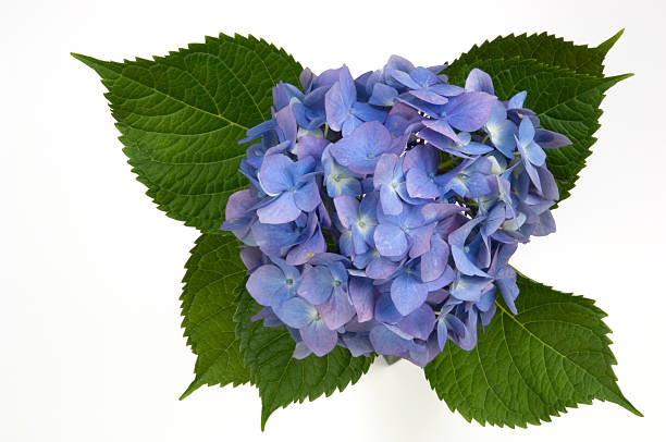 Hydrangea Blue hydrangea on white background hydrangea stock pictures, royalty-free photos & images
