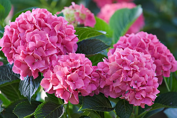 Hydrangea Large deep pink hydrangea blossoms - August summer flower. More images of beautiful flowers and gardens from my portfolio: hydrangea stock pictures, royalty-free photos & images